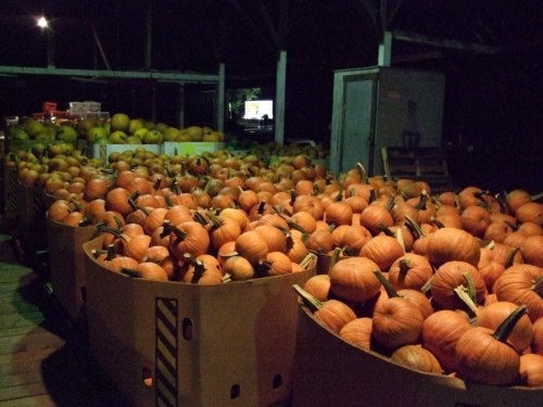 Pumpkins for fall